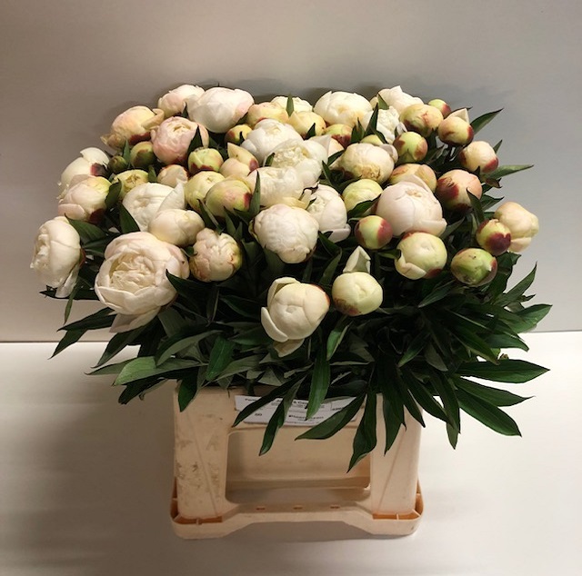 Paeonia claude tain.jpg